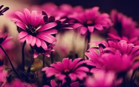 Международная доставка Цветы России – уникальные цветочные композиции от опытных флористов